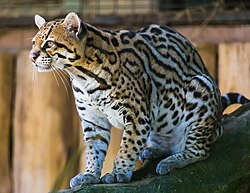 Fotografía de un Leopardus pardalis en su hábitat natural