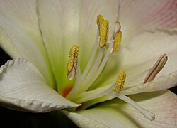 Estambres y anteras en Hippeastrum