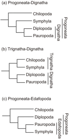 Esquema filogenético de los artrópodos