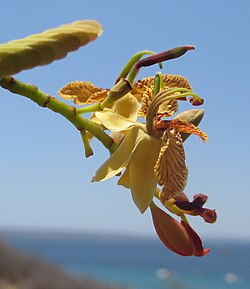 Detalle de las flores de Tamarindus indica