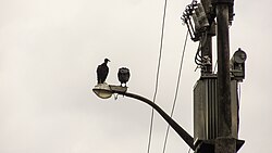 Ejemplares de Coragyps atratus posados en un poste de alumbrado público en Iquitos, Perú