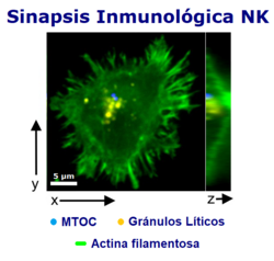 Estructura de la sinapsis inmunológica