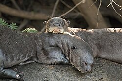 Nutria nadando en el agua