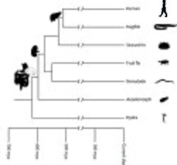 Gráfico filogenético que relaciona los principales linajes de animales y la evolución temporal de sus órganos.