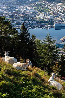 Cabras en una zona montañosa de Noruega.