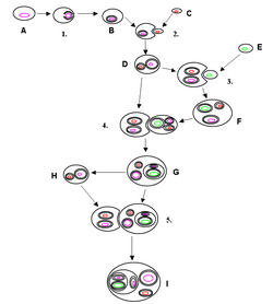 Origen de las algas por endosimbiosis seriada