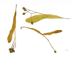 Tilia cordata (fruto)