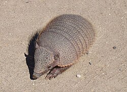 Armadillo en Península Valdés