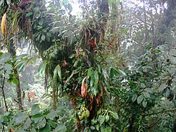 Árbol que soporta sobre tronco y ramas numerosas plantas epífitas en Costa Rica.