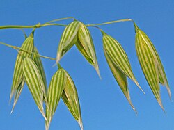 Planta de avena en campo