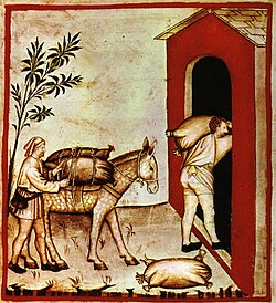 Ilustración medieval sobre el almacenamiento de aceitunas