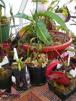 Cultivo de Nepenthes rajah