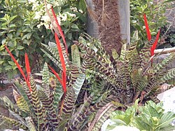 Vriesia variedad cultivar