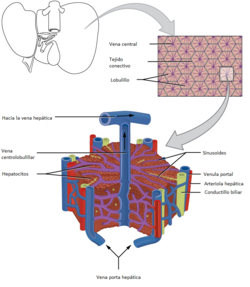 Equema de la estructura microscópica del hígado