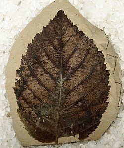 Fósil de hoja correspondiente a Betula leopoldae