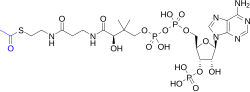 Estructura molecular del acetil-CoA.