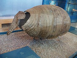 Coraza de un armadillo extinto Eutatus