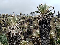 Planta de Espeletia en el páramo de Cumbal, Nariño, Colombia