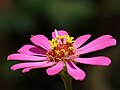 Cultivar galardonado de Zinnia elegans