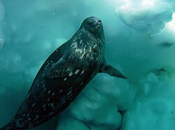 Foca de Weddell sumergida bajo el hielo antártico.