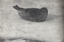 Foca anillada de Saimaa en Finlandia