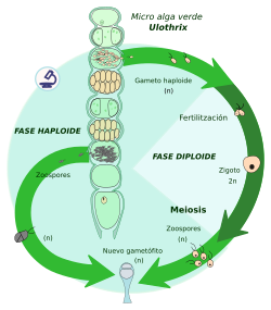 Diagrama de meiosis cigótica