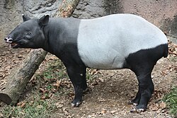 Tapir malayo en cautiverio