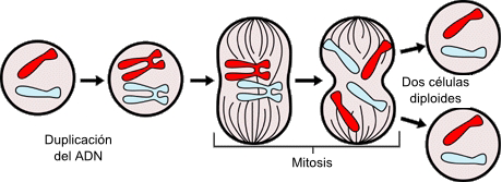 Esquema resumen de la mitosis