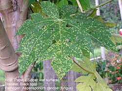Punto negro de la papaya, causado por Asperisporium caricae