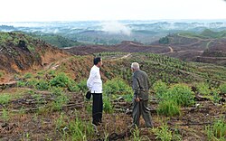 El presidente Joko Widodo visitando el área de la futura capital junto al gobernador local