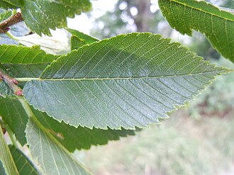 Hoja de Ulmus americana
