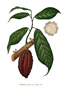 Planta de Theobroma cacao
