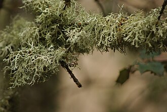 Ejemplos naturales de líquenes conocidos comúnmente como Barbas de chivo.
