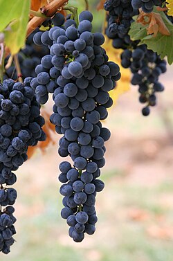 Racimos de uvas de vino utilizados en viticultura.