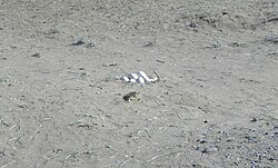 Nido de choique patagónico