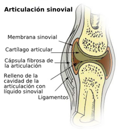 Componentes de una articulación.