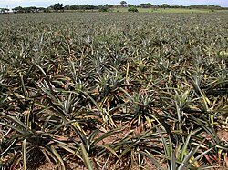 Una plantación en Veracruz, México.