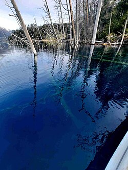 Bosque sumergido en las aguas cristalinas del lago Traful