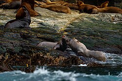 Machos de lobo marino en disputa territorial