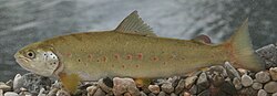 Trucha de boca blanda en el río Vrljika, Croacia