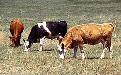 Ganado bovino alimentándose de pasto