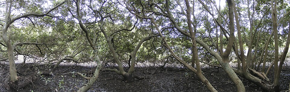 Detalle de un manglar