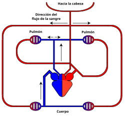 Circuito sistémico y pulmonar