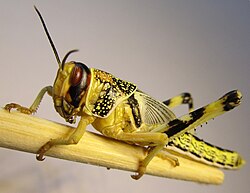 Espécimen de langosta del desierto, Schistocerca gregaria