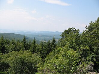 Bosque mixto de Panonia en verano