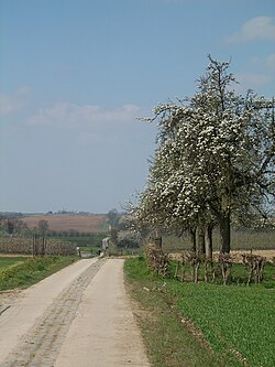 Camino romano entre Tongeren y Tienen