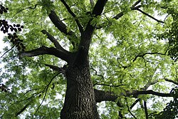 Esquema taxonómico general y representación de los principales linajes de plantas vasculares.