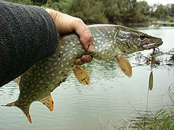 Captura de un lucio europeo con anzuelo en el río Drava