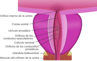 Corte longitudinal esquemático que muestra la próstata en color fucsia y la uretra prostática.
