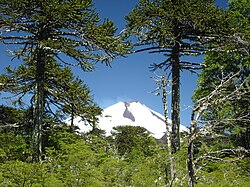 Semillas de pehuén o araucaria